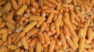 corn