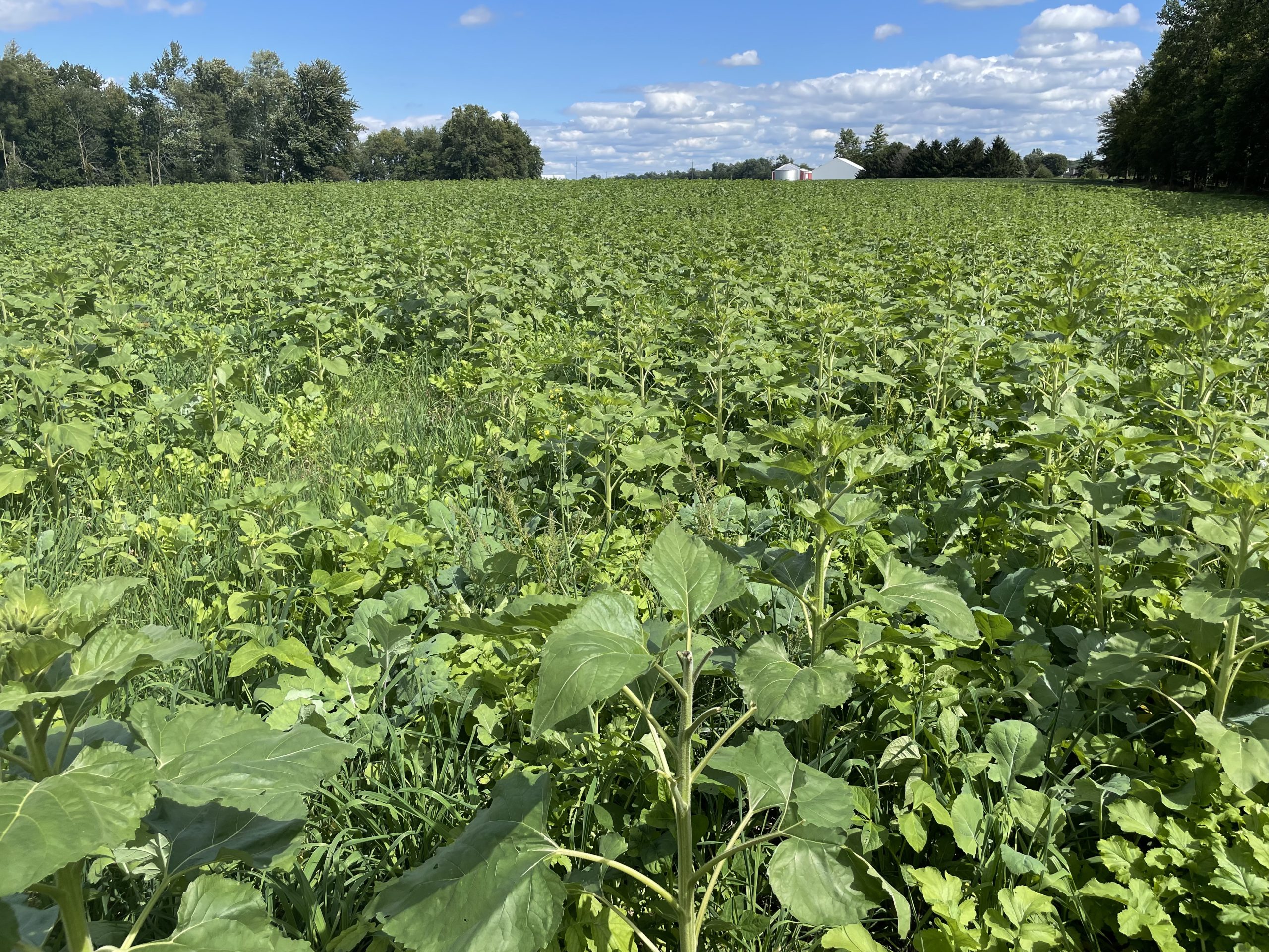 Why cover crops after wheat?