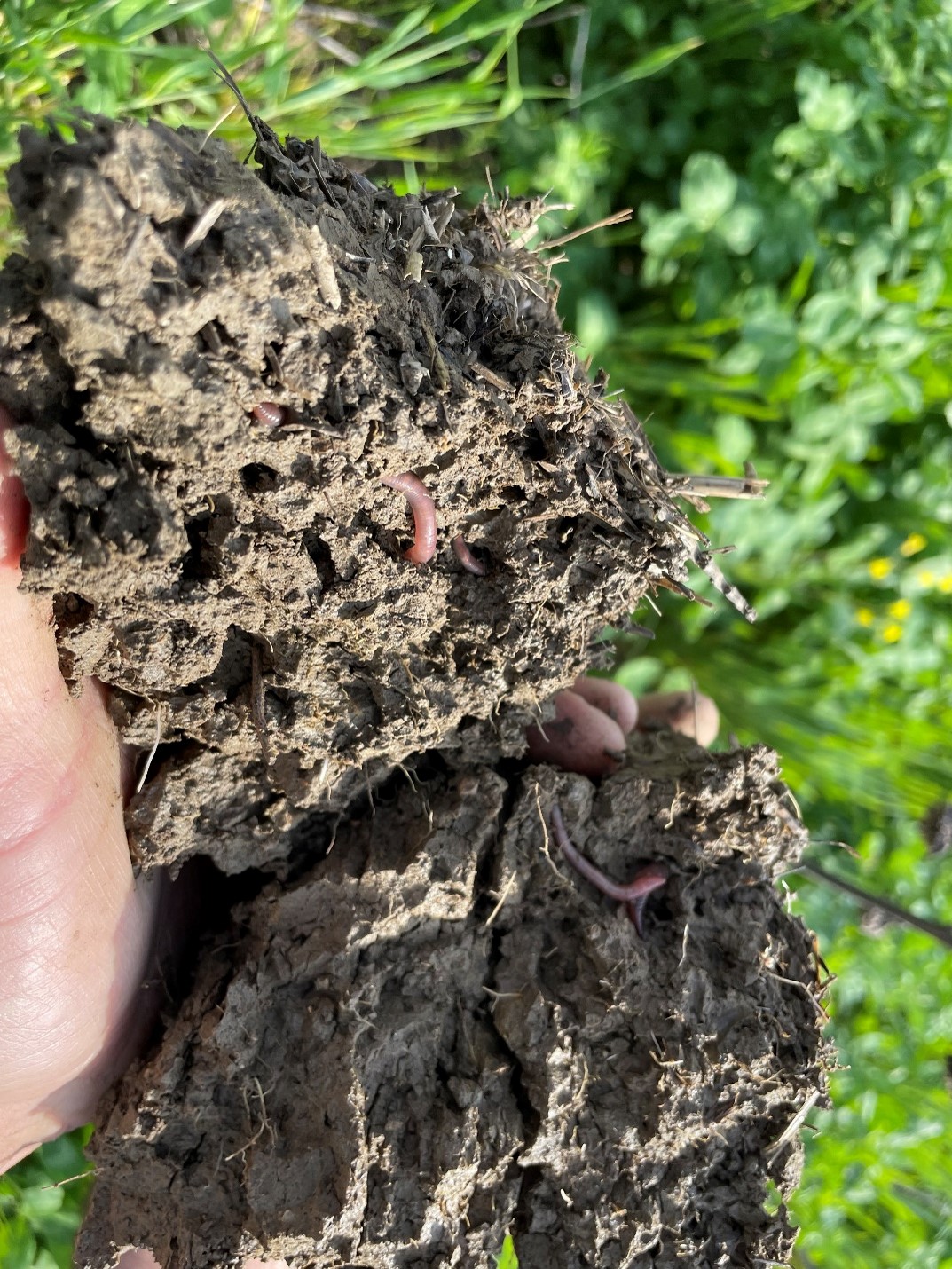 The Importance of Soil Health and Farming