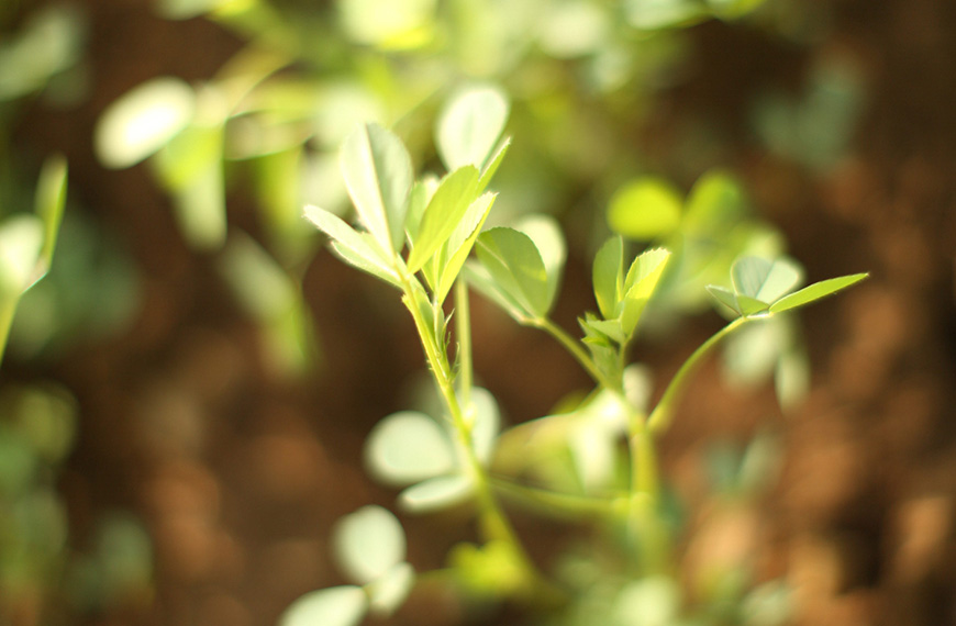 6 Tips for Planting Alfalfa