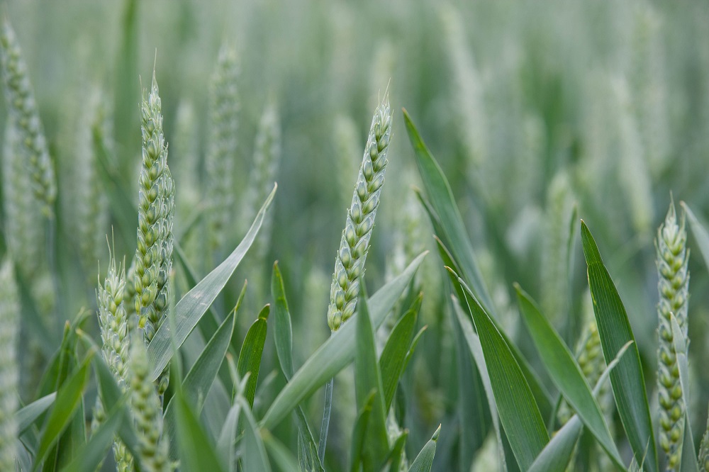 Build a Plan to Maximize Wheat Yields